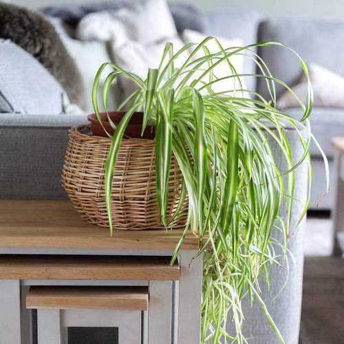 Natural shallow round wicker - shallow,